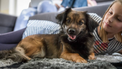 Dog Mattress Cover Options That Keep Beds Fresh and Clean