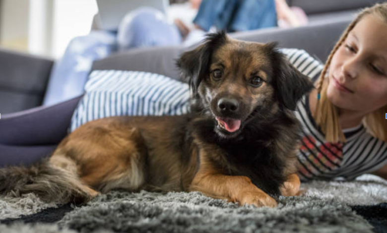 Dog Mattress Cover Options That Keep Beds Fresh and Clean