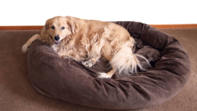 Why a Large Dog Nest Bed is the Ultimate Comfort for Your Canine Companion 