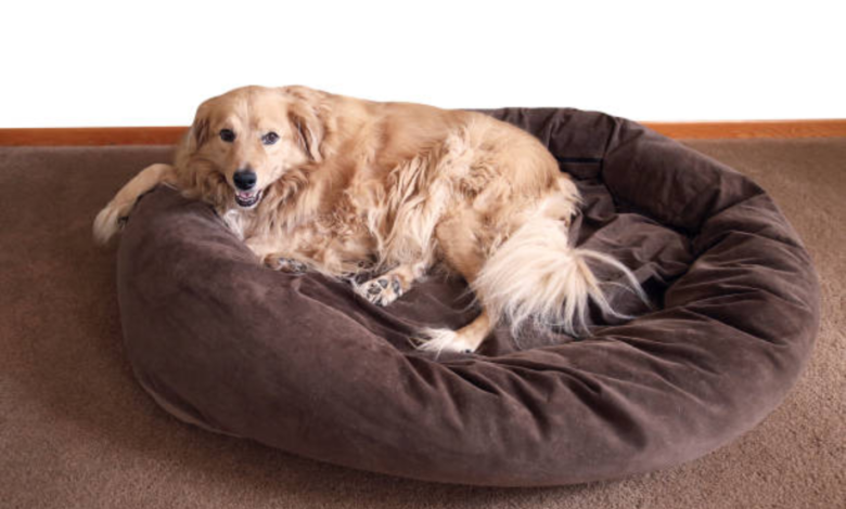 Why a Large Dog Nest Bed is the Ultimate Comfort for Your Canine Companion