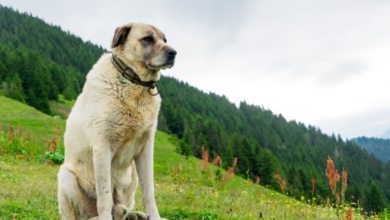 The Complete Turkish Kangal Dog Guide: History, Traits, and Care