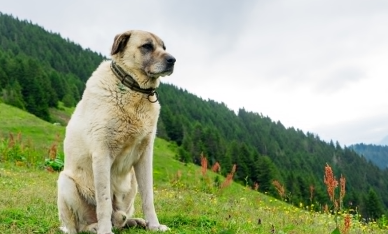 The Complete Turkish Kangal Dog Guide: History, Traits, and Care